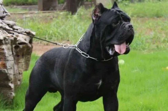 美国防暴犬罗威纳和卡斯罗哪个更厉害,卡斯罗犬vs罗威纳犬