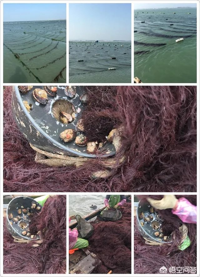 鲍鱼要怎么养殖？