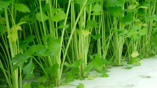 男性荷尔蒙降低会有什么影响 出现5种异常预示荷尔蒙变低了