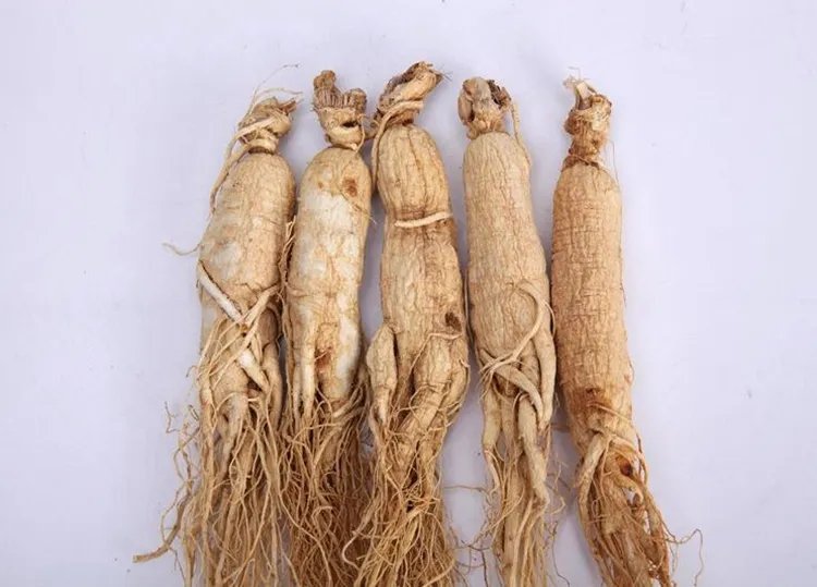 白参的功效与作用