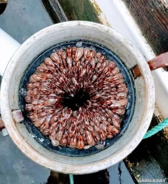 这组图可以测试 你是不是真的有密集恐惧症