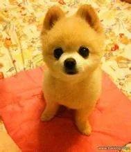 萌狗俊介是什么品种