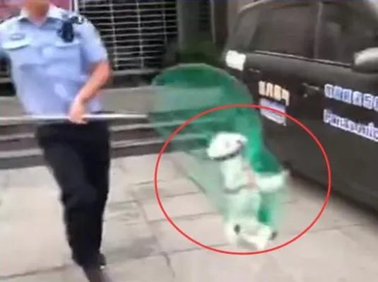 遛狗不拴绳狗被暂扣主人大哭 400多万网友点赞支持