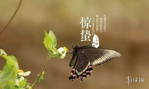 惊蛰节气的特点和风俗是什么 惊蛰节气的特点和风俗介绍