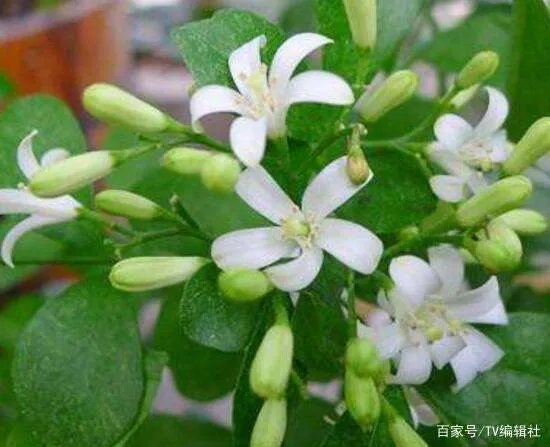 九里香什么时候开花呢?九里香一年开几次花呢?
