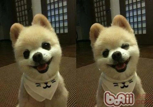 萌狗俊介是什么品种