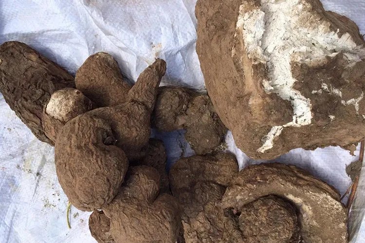 茯苓的作用与生长图片