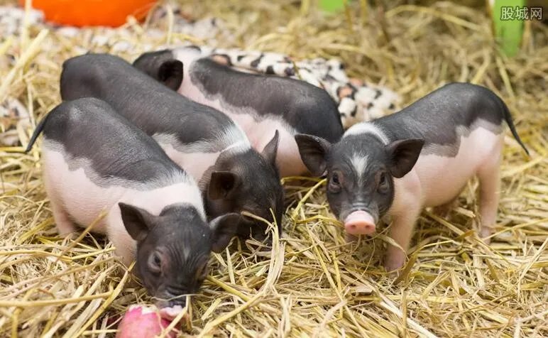 十几元猪肉重现市场 A股养猪的上市公司有哪些？