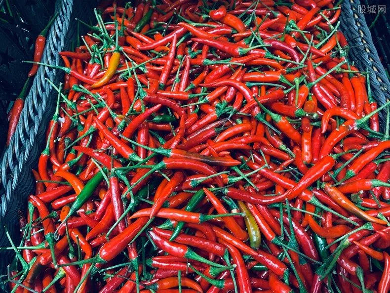 辣椒价格持续上涨 成本价25元比肉还要贵