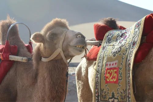 西安至敦煌乌鲁木齐首开动车，以后旅游是不是更方便了？