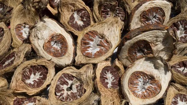 吃槟榔的好处与坏处是什么