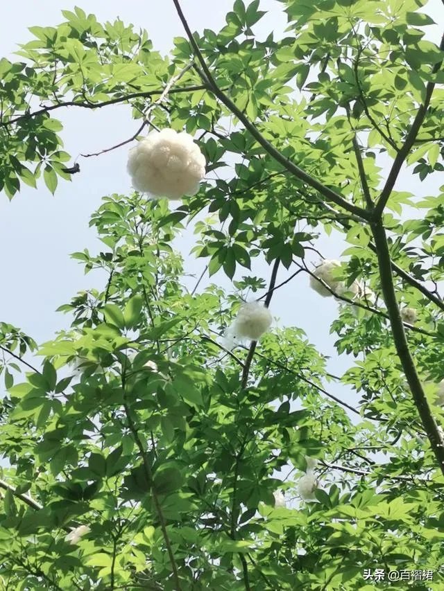 起床铃声应该是什么样的？