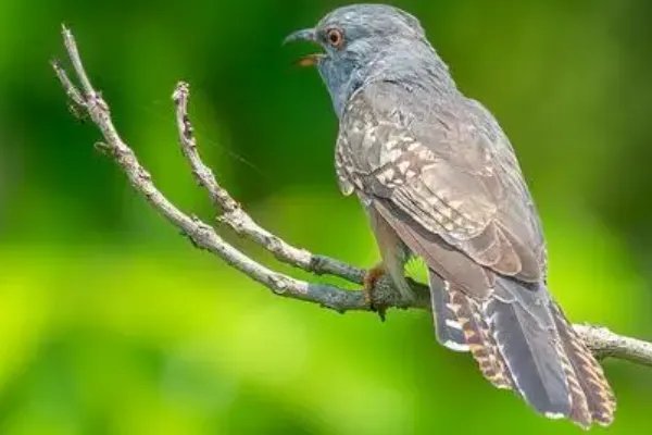 杨花落尽子规啼子规是什么鸟