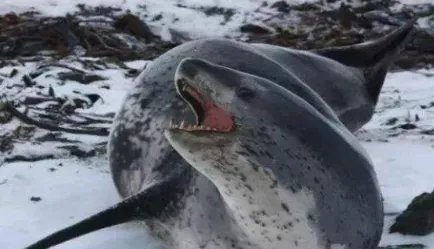 豹形海豹的性情怎么样?为何是世界上最凶猛的海豹?