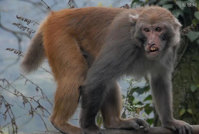 实验猴一只16万元药企疯狂囤猴 “猴荒”背后有2大原因