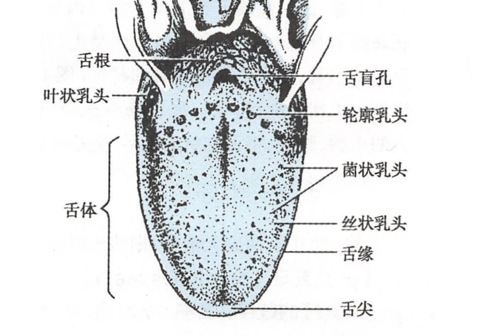 人的舌头哪个部位对苦味特别敏感