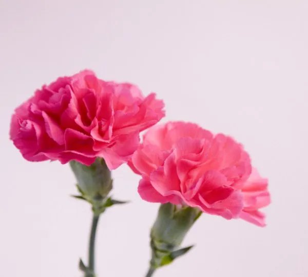 康乃馨图片红色