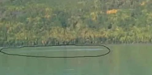 喀纳斯湖水怪图片：传说中的喀纳斯湖水怪真身竟是它