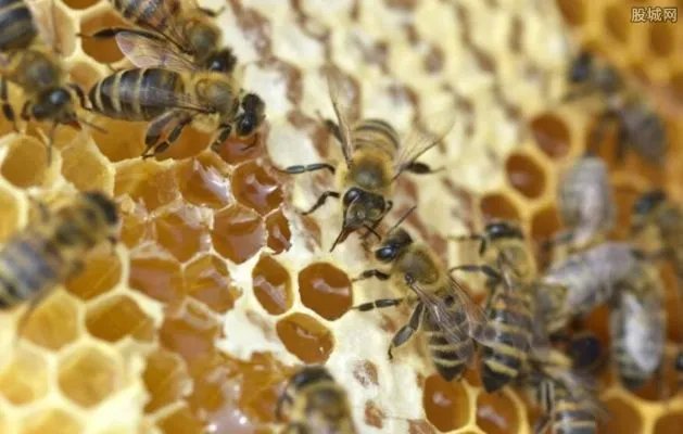 天猫宝生园蜂蜜再次检出氯霉素 具有毒副作用