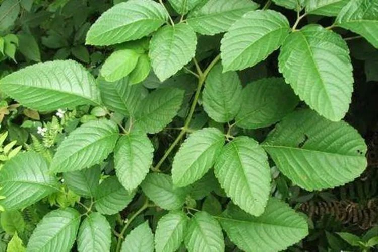 母猪藤的功效与作用图片