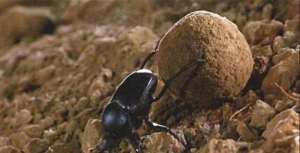 歇后语“屎壳郎偷粪”下一句是什么？