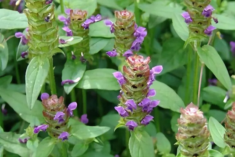 夏枯草图片大全大图