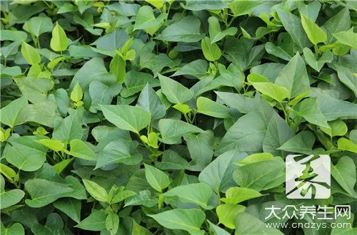 绿色蔬菜品种有哪些？