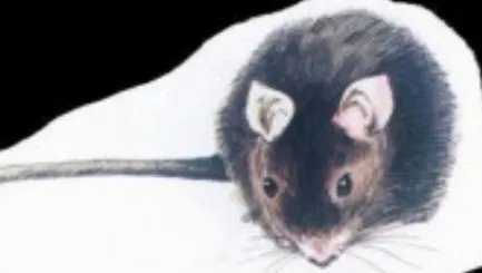 圣诞岛虎头鼠：性情非常乖巧，但在1900年已经全部灭绝