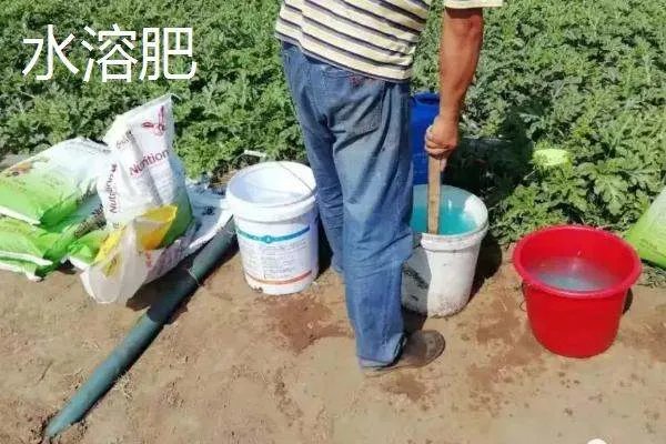 水溶肥与叶面肥的区别