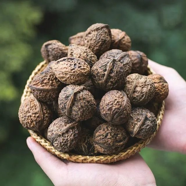 山核桃的种类图片？