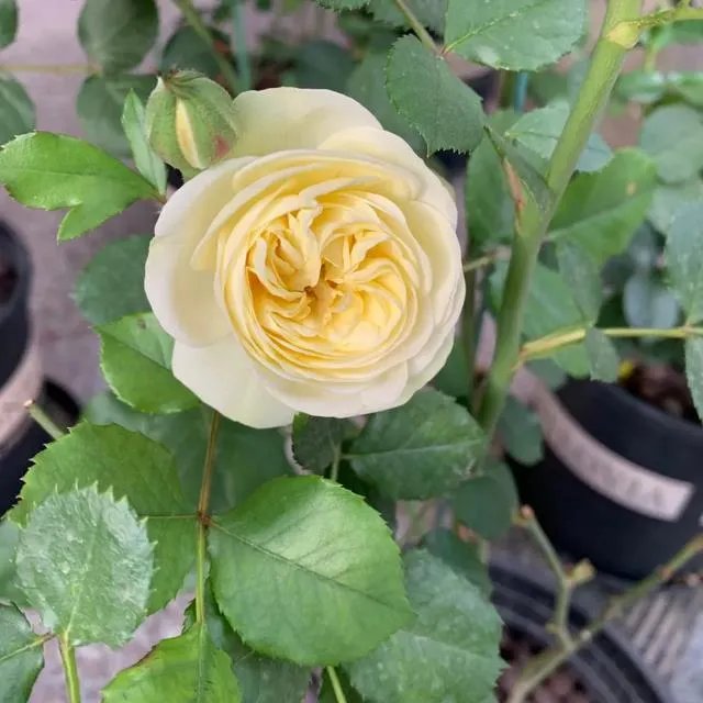 袁隆平院士逝世，为什么很多人很悲伤？