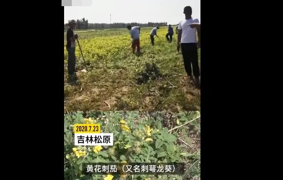 吉林现26800亩外来入侵物种是怎么回事?