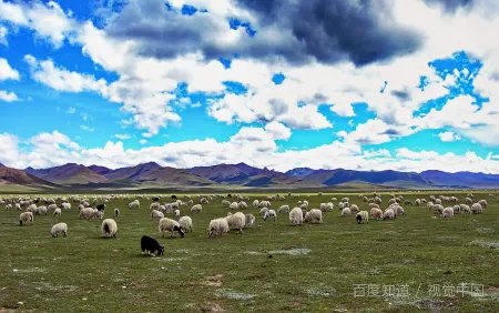 上面两个鸽子下面一只死掉的羊