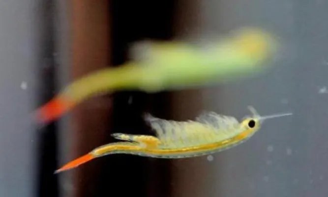 史前物种仙女虾：两亿多年历史的仙女虾太漂亮了