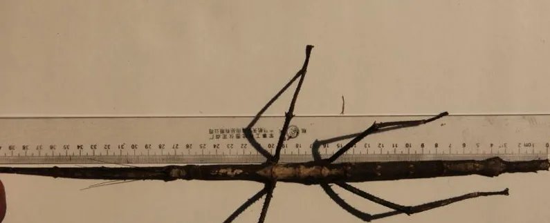 云南普洱现巨型竹节虫长什么样?