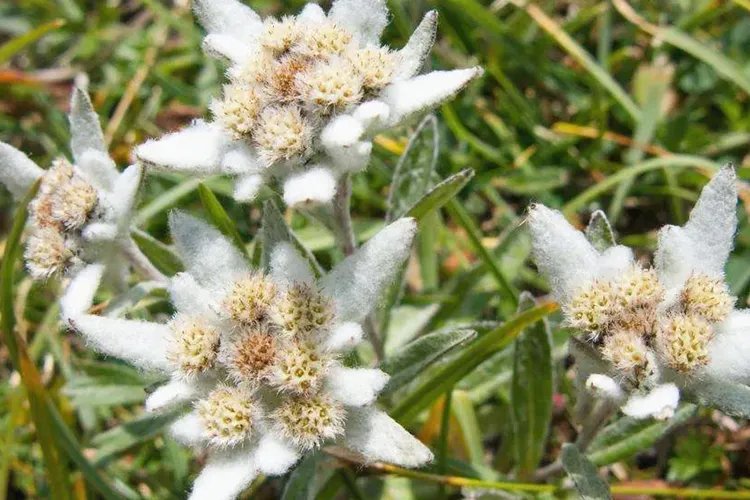 老头草药的图片