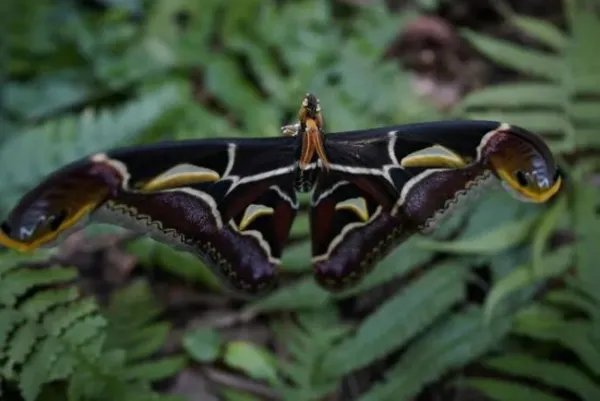 云南保山惊现蛇纹巨型飞蛾，这是种什么样的动物？