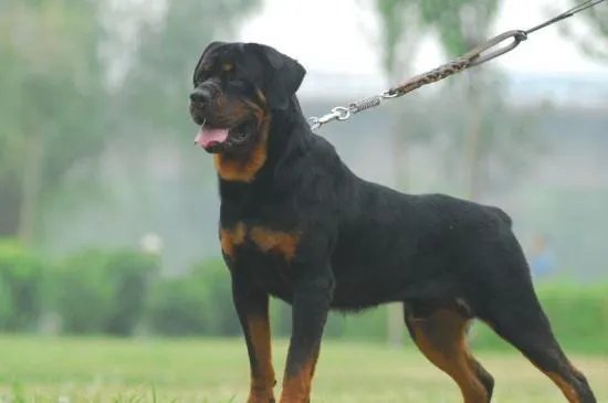 美国防暴犬罗威纳和卡斯罗哪个更厉害,卡斯罗犬vs罗威纳犬