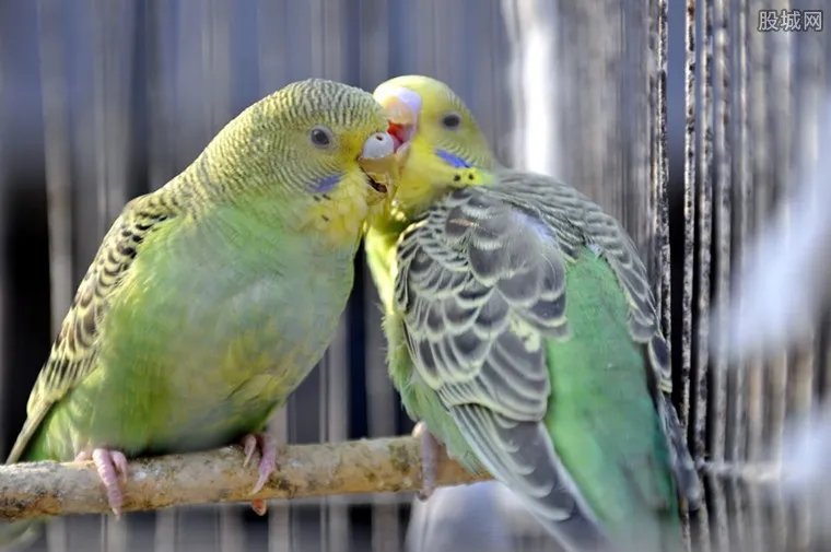 卖2只鹦鹉获刑6年 被控非法出售珍贵濒危野生动物罪