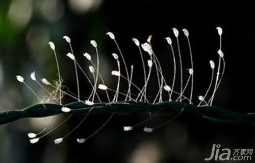 优昙婆罗花是什么花 优昙婆罗花的传说