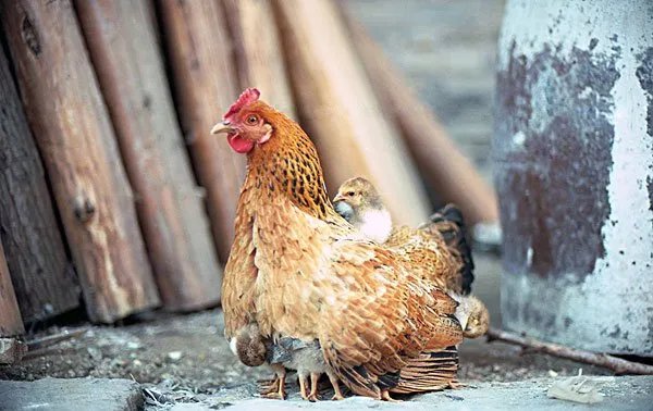 鸡的眼睛什么颜色