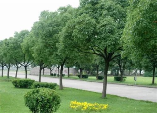 香樟树的特点有哪些   香樟树有哪些美好的寓意