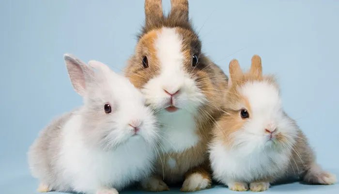 小动物怎样过冬 小动物怎样过冬啊