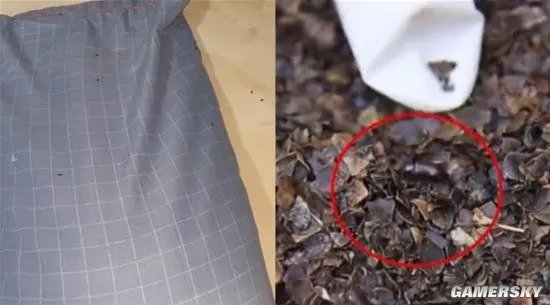 女子耳朵痛痒难耐 拆开枕头一看密密麻麻全是虫