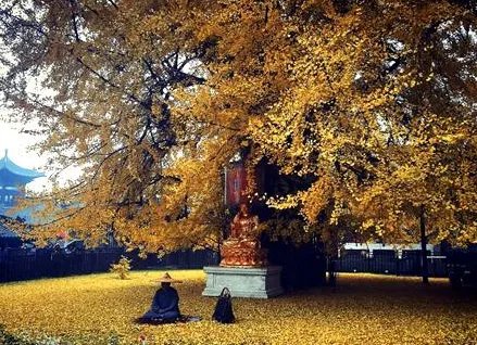 西安千年银杏古树到底有多少年的历史 这颗古树到底是谁种下的