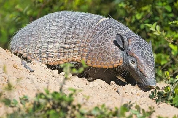 穿山甲从药典中除名，被关在笼子里的穿山甲多可怜？