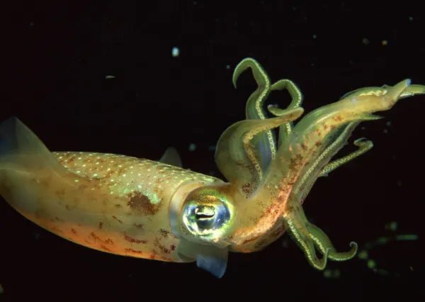 墨鱼在水中游泳的方向是什么方向啊?