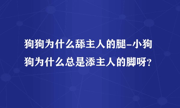 狗狗为什么舔主人的腿-小狗狗为什么总是添主人的脚呀？