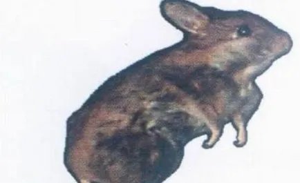 圣诞岛虎头鼠：性情非常乖巧，但在1900年已经全部灭绝