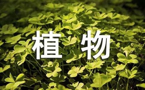 我的植物朋友作文